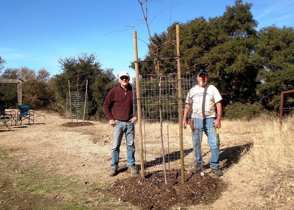 The two Valley Oak trees planted, staked and caged